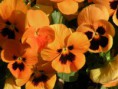 /album/un-mondo-di-viole/viola-aprile-3-jpg1/